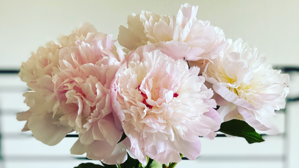Peonies on Marly Augusts